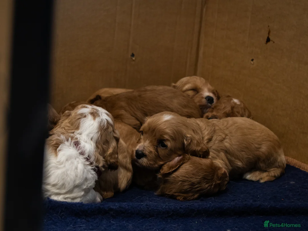 Cavapoo dogs for sale: Adorable Cavapoo Puppies for Sale - Advert 14