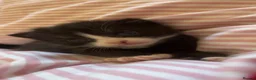 Mixed Breed cats for sale: Two male kittens  - Advert 8