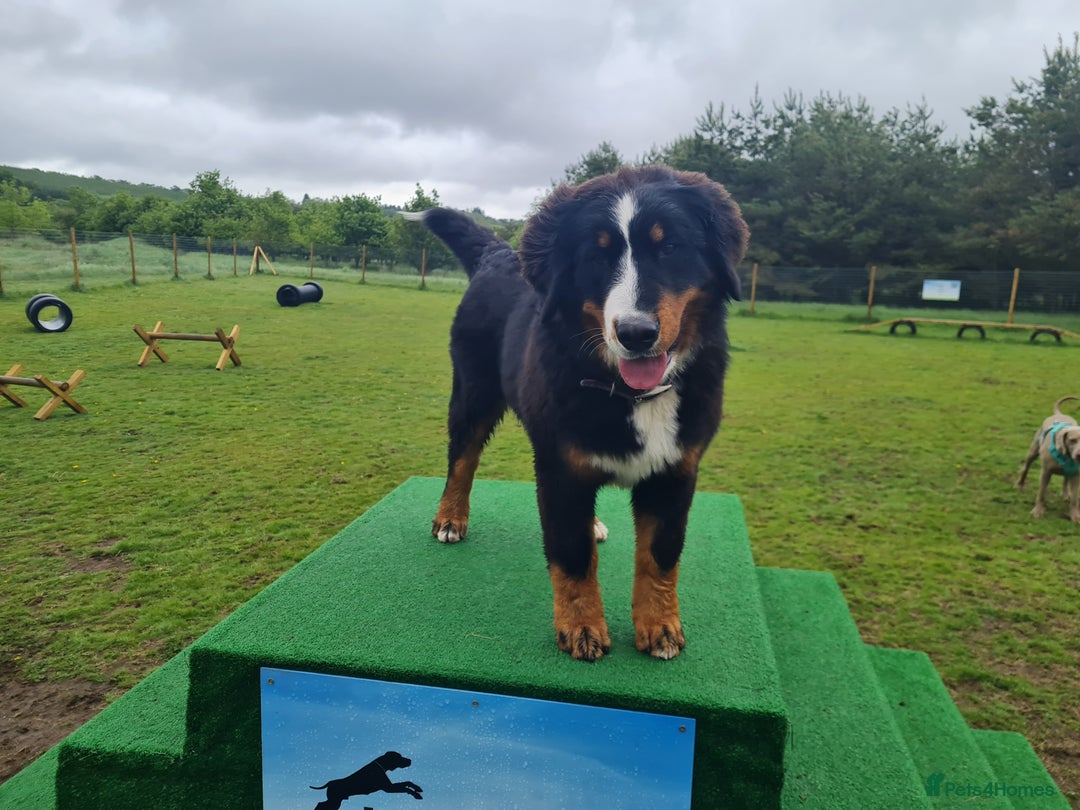 Bernese Mountain Dog dogs for sale: 10 months old BMD girl - Image 10