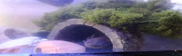 Axolotl reptiles for sale: Melanoid axolotl female  - Advert 3