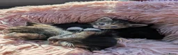 Mixed Breed cats for sale: *3 left* 4 STUNNING kittens for sale - Advert 14