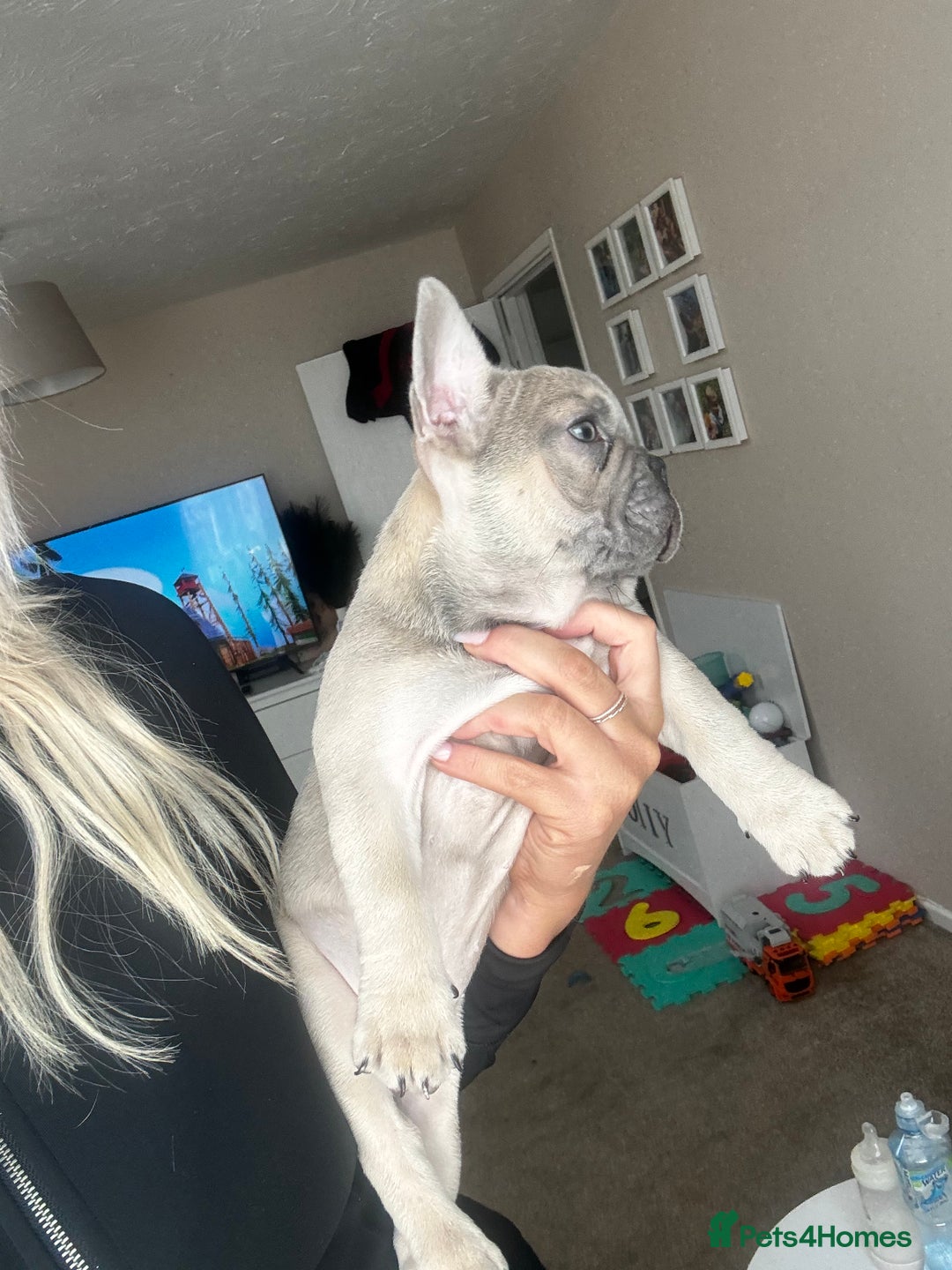 French Bulldog dogs for sale: French bulldog puppies  - Image 8