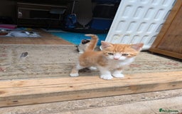 Mixed Breed cats for sale: Kittens for sale  - Image 1