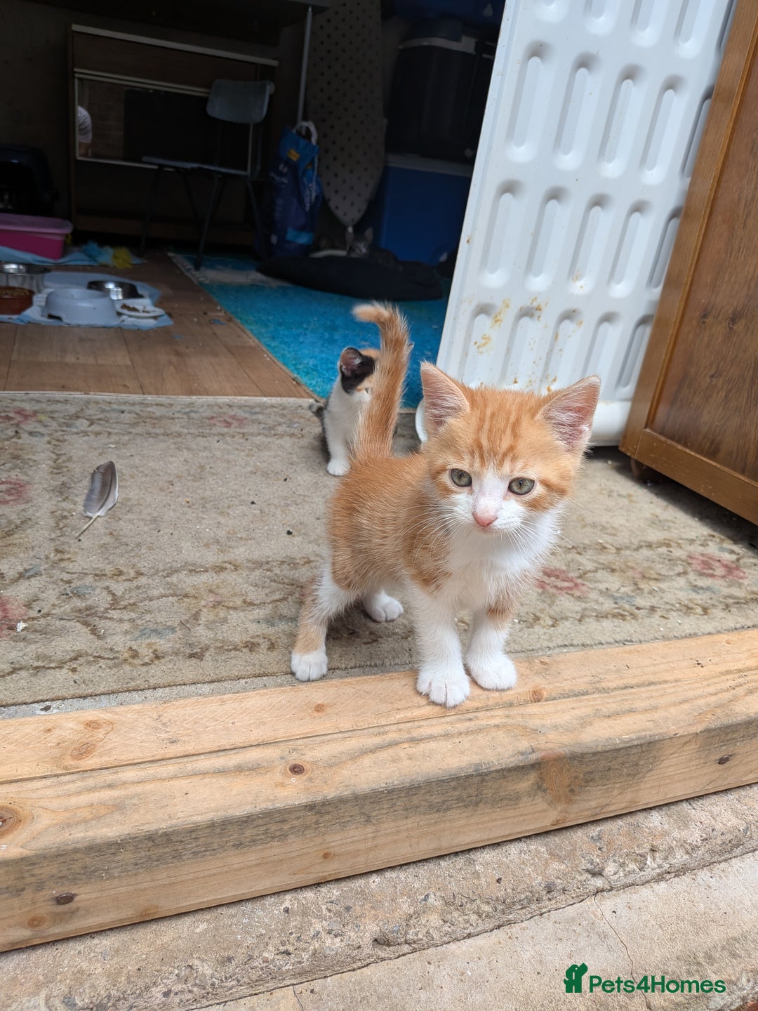 Mixed Breed cats for sale: Kittens for sale  - Image 1
