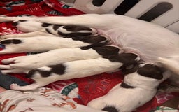 English Springer Spaniel dogs for sale: English springer spaniels  - Image 1