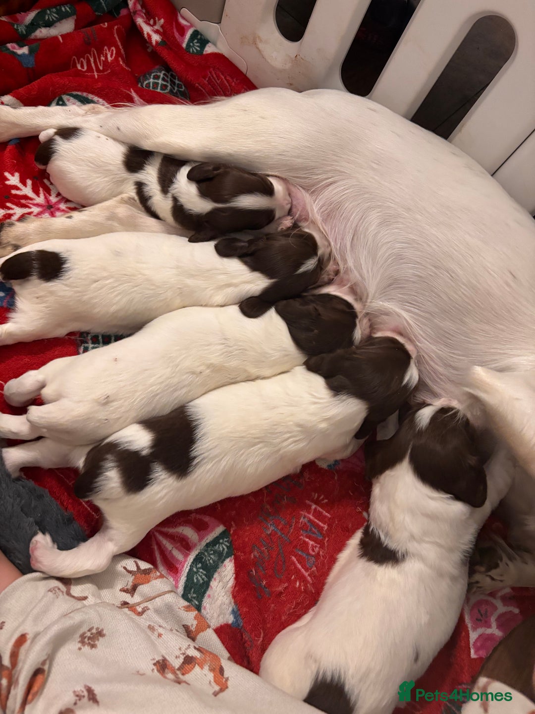 English Springer Spaniel dogs for sale: English springer spaniels  - Image 1