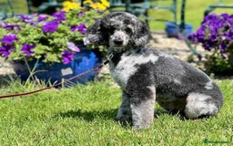 Cockapoo dogs for sale: Beautiful F1 Cockapoo puppies  - Image 23