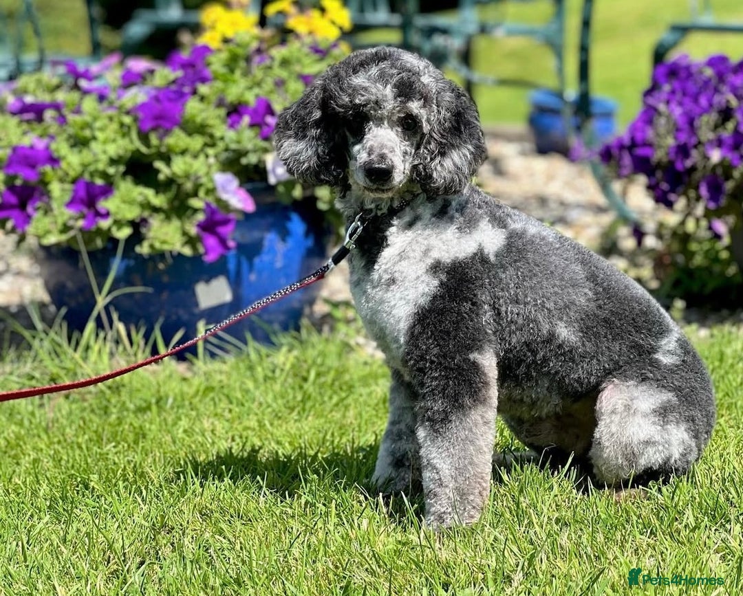 Cockapoo dogs for sale: Beautiful F1 Cockapoo puppies  - Image 23