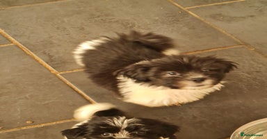 Mixed Breed dogs - Advert 2