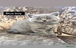 British Shorthair cats for sale: Gccf full British short hair  - Image 2