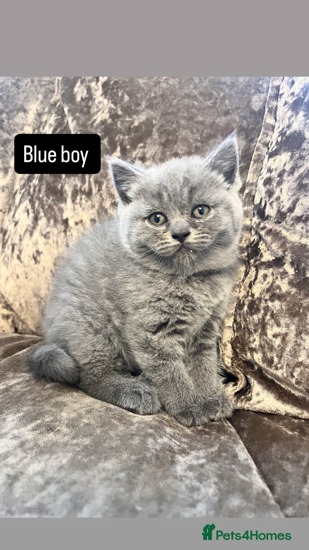 British Shorthair cats for sale: Gccf full British short hair  - Image 2