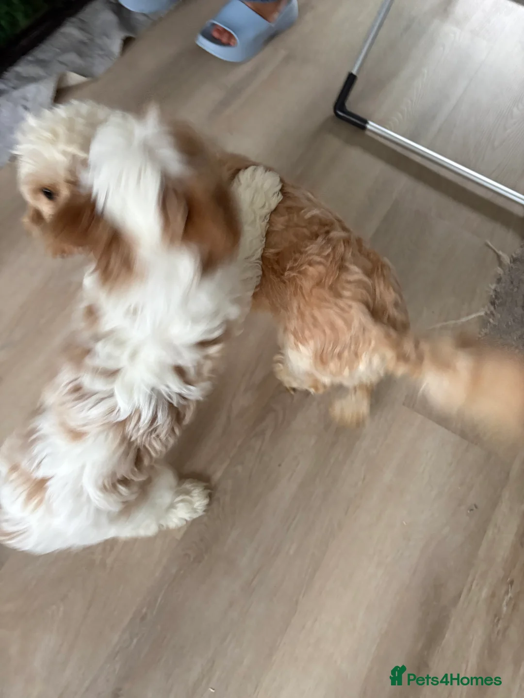 Cavapoochon dogs for sale: Cavapoochon puppies  - Advert 4