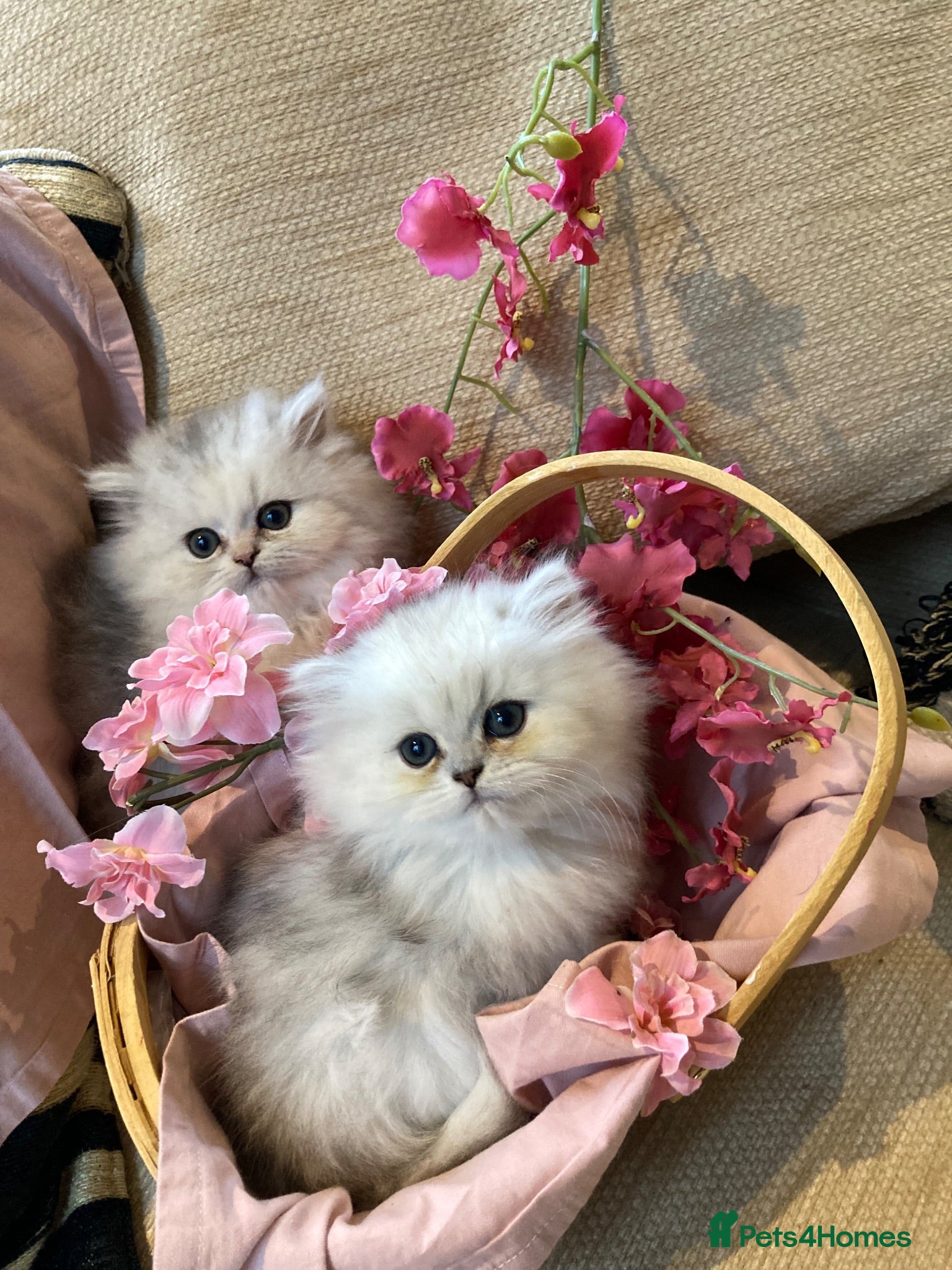 Persian cats Pedigree Persian chinchillas  - Advert 1