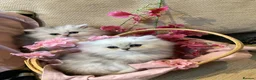 Persian cats for sale: Pedigree Persian chinchillas  - Advert 1