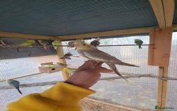 Cockatiels birds for sale: Silly hand tamed baby cockatiels for sale  - Advert 15