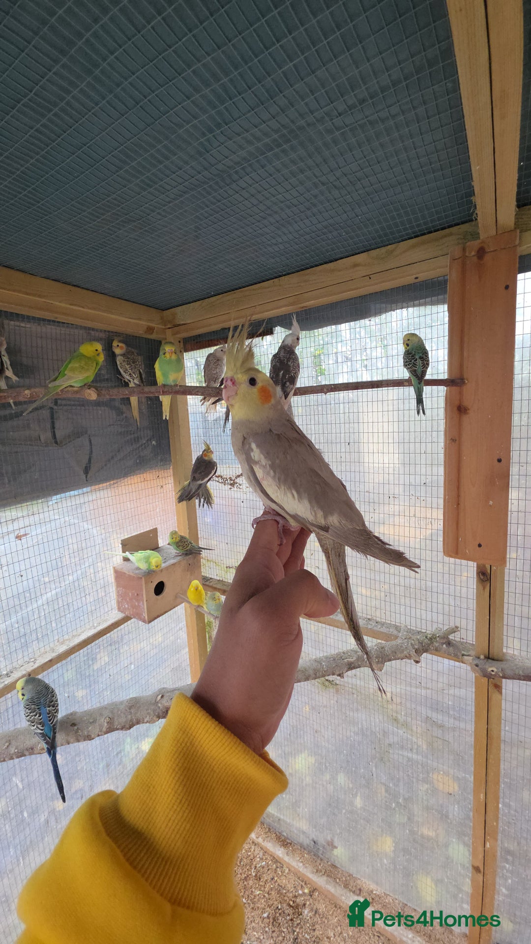 Cockatiels birds for sale: Silly hand tamed baby cockatiels for sale  - Advert 15
