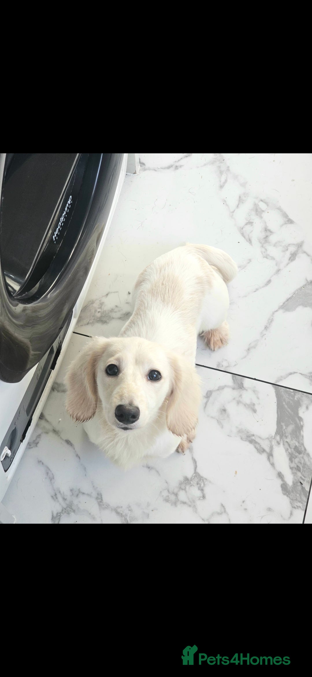 Miniature Dachshund dogs for sale: Miniature Dachshund cream piebald long-haired  - Advert 15