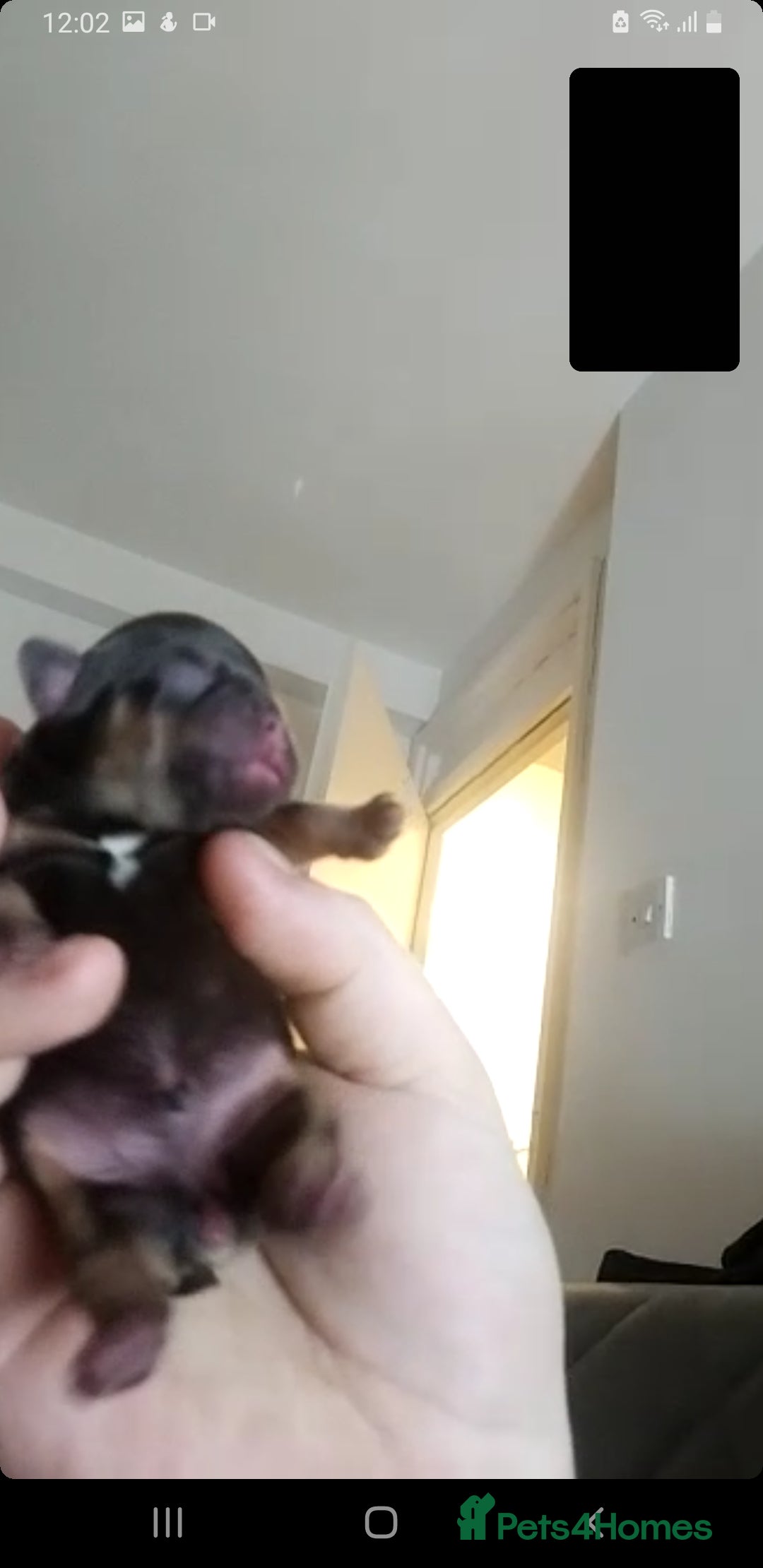 French Bulldog dogs for stud: Blue fawn white mariel  - Image 12