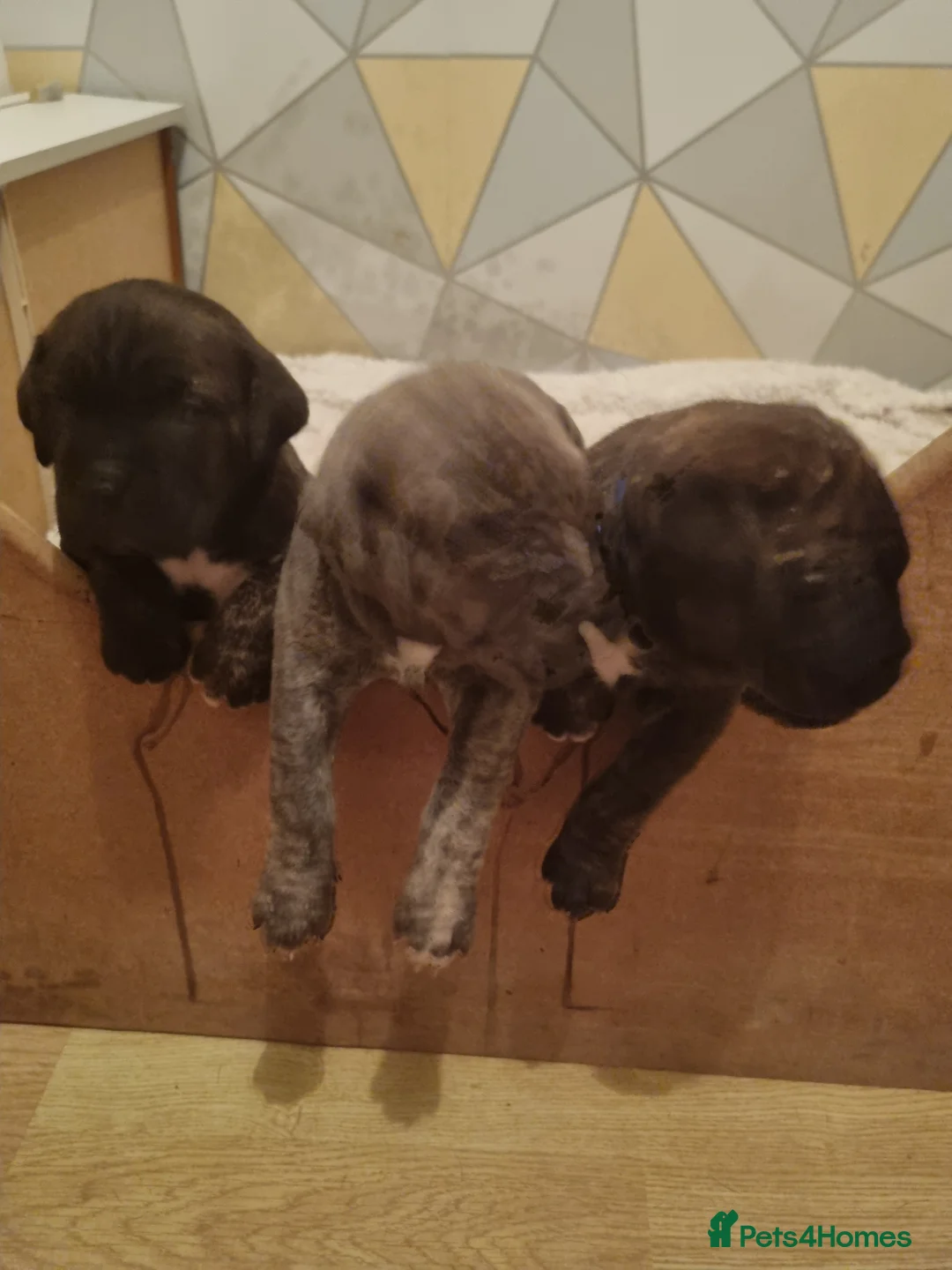 Cane Corso dogs for sale: ITALIAN CANE CORSO  - Advert 20