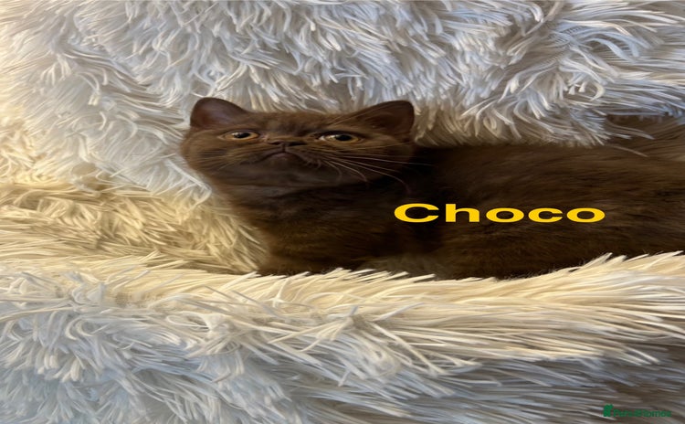 British Shorthair cats - Advert 6