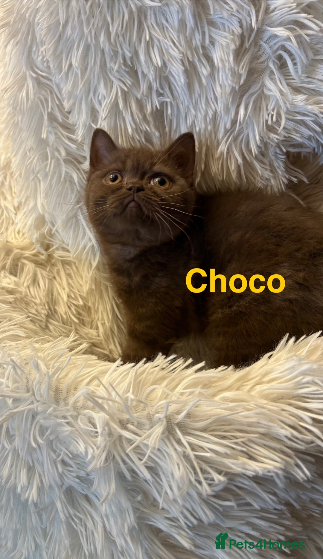British Shorthair cats for sale: Beautiful chocolate&lilac Kittens awaiting homes - Image 1