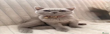 British Shorthair 2