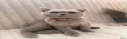 British Shorthair cats for sale: Gorgeous British shorthairs  - Advert 6