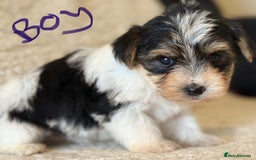 Biewer Terrier dogs for sale: Biewer terrier - Image 11