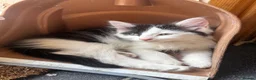 Turkish Angora cats for sale: 2 female 1 male Turkish angora kittens  - Advert 9