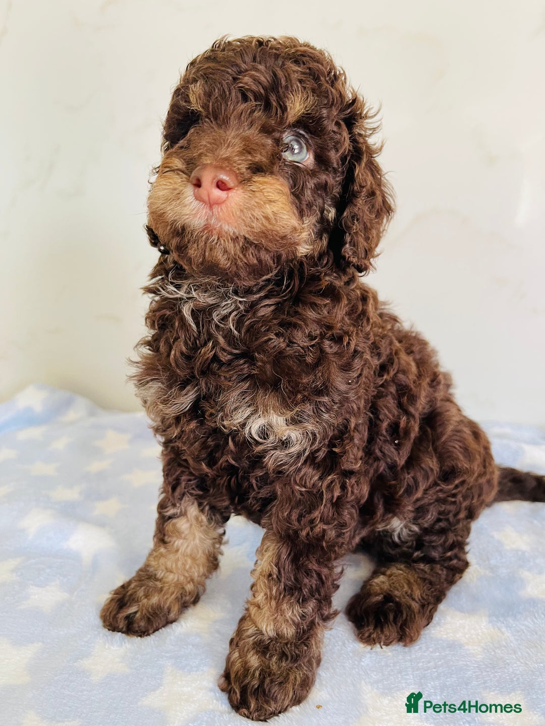 Cockapoo dogs for sale: Unique & stunning full DNA tested Cockapoo puppies - Image 26
