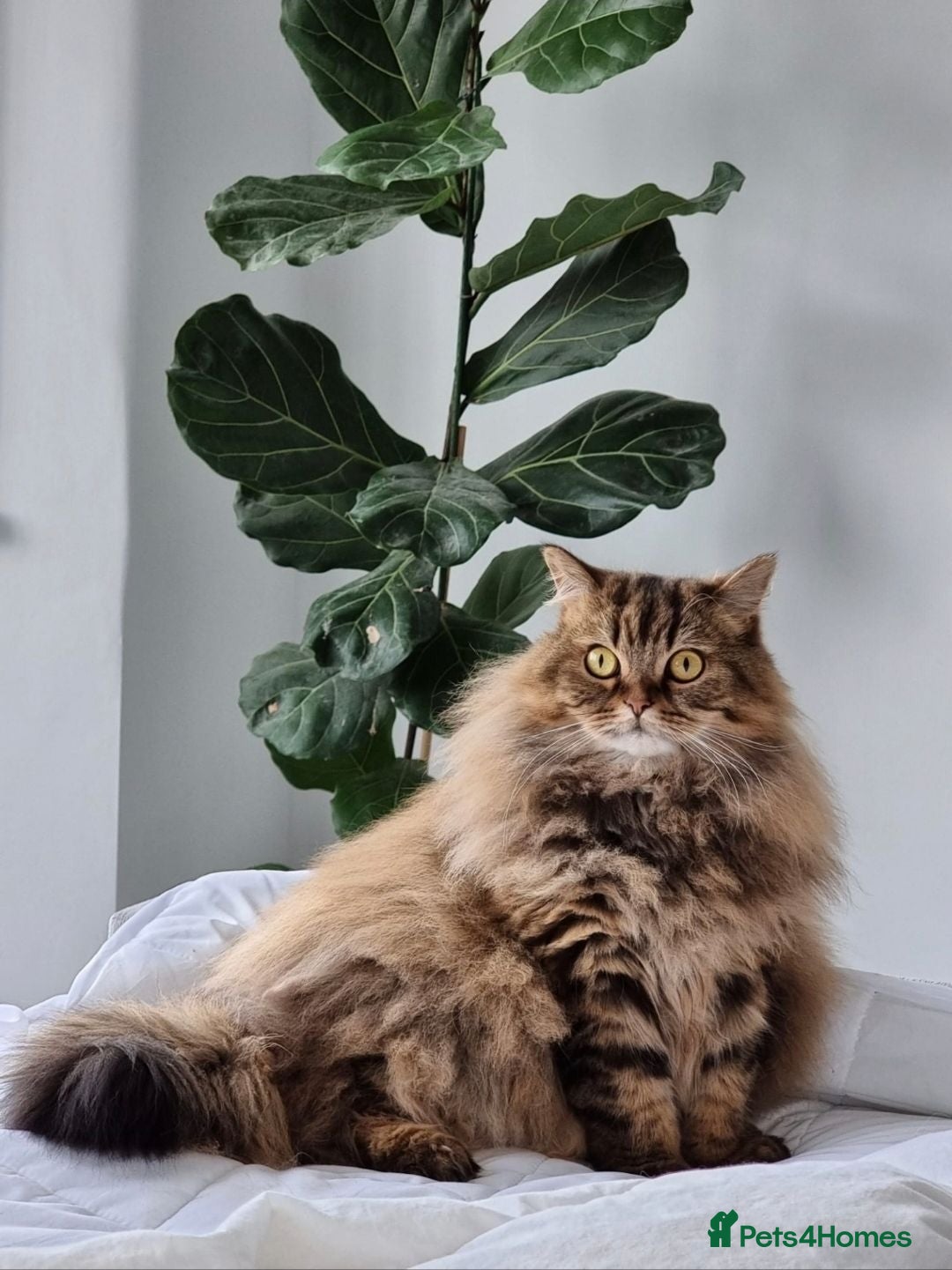 Scottish Fold cats Rehoming a very loved 8yo Scottish Straight - Advert 2
