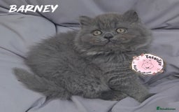 British Longhair cats for sale: GORGEOUS GCCF BRITISH LONGHAIR KITTEN  - Image 1