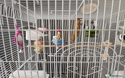 Budgerigars birds for sale: Budgies for sale  - Image 6