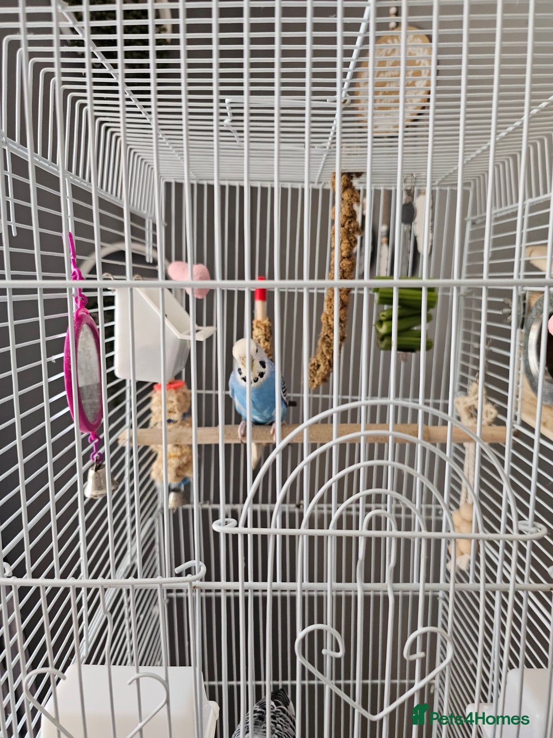 Budgerigars birds for sale: Budgies for sale  - Image 6