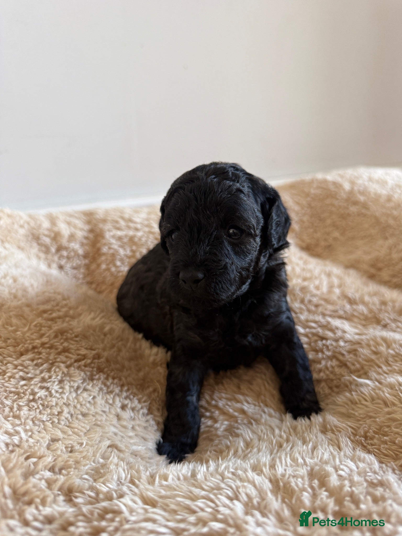 Miniature Poodle dogs 🖤 🐾 Perfect Poodle Puppies 🐾 🖤 - Advert 5