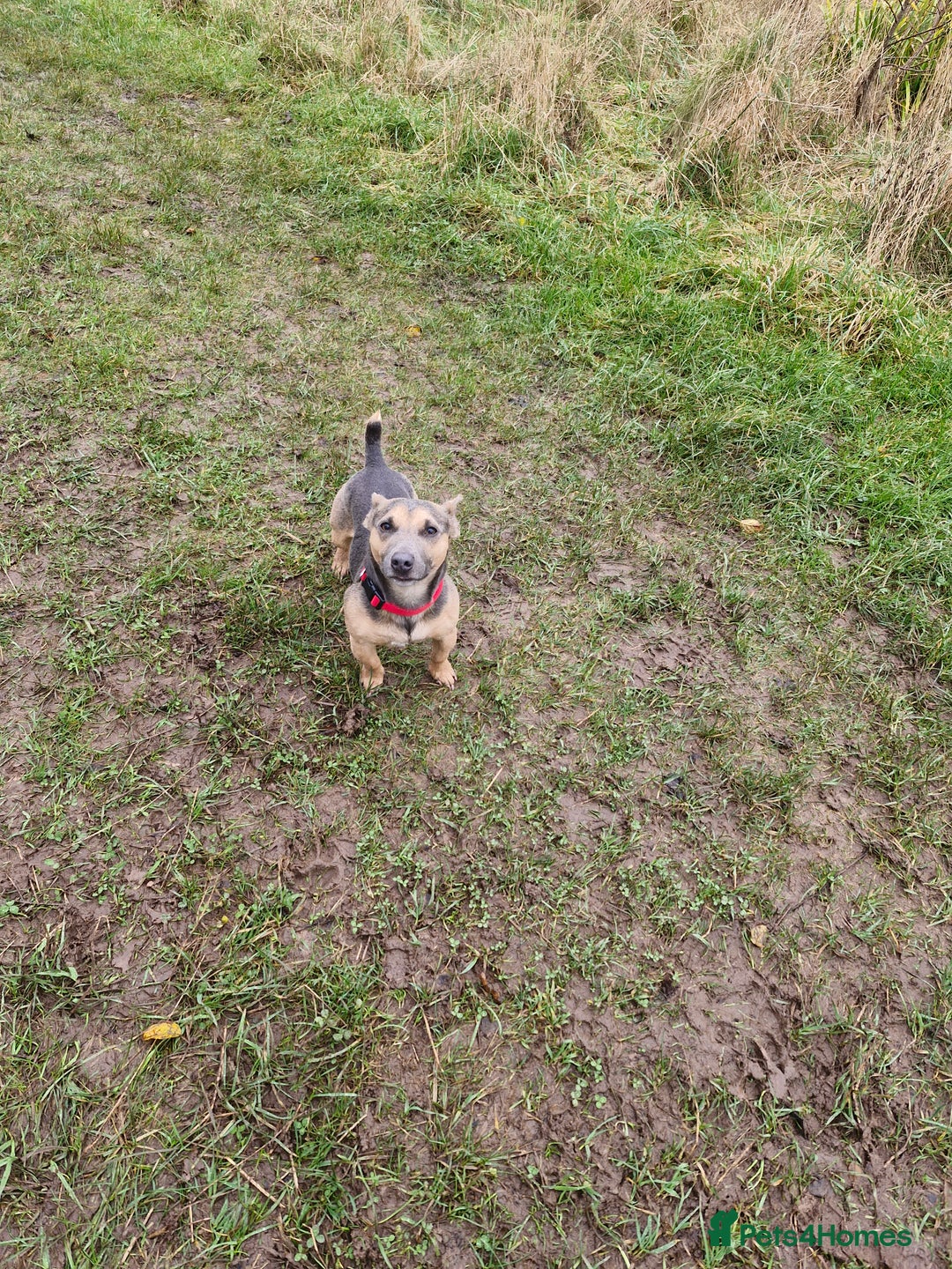 Jack Russell dogs for stud: Blue/lilac JACK russell stud  - Advert 13