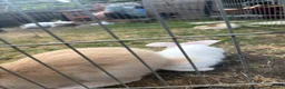 Continental Giant rabbits for sale: 3 x Continental rabbits  - Advert 10