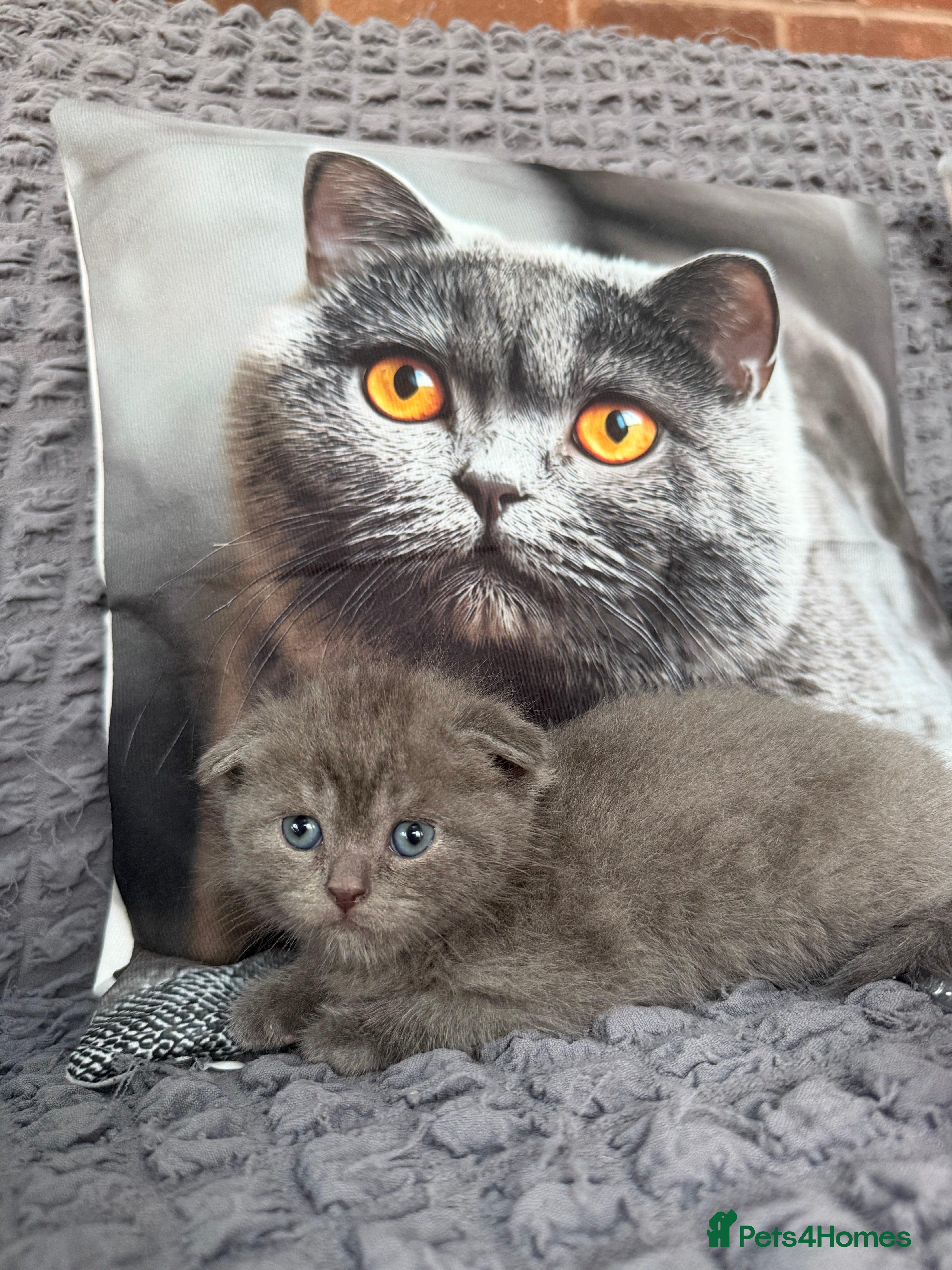 Scottish Fold cats Discount available ❤️Lovely scotish kittens💕💕💕 - Advert 2