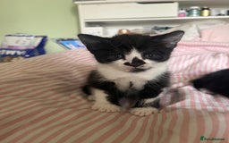 Mixed Breed cats for sale: 3 beautiful boy kittens - Image 8