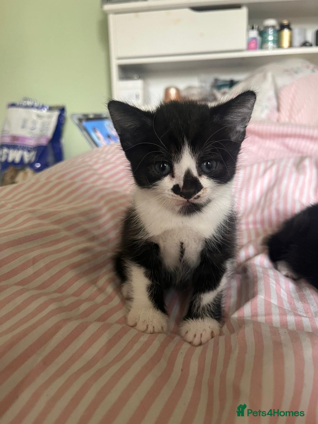 Mixed Breed cats for sale: 3 beautiful boy kittens - Image 8