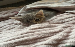 Mixed Breed cats for sale: Elsa and Arlo - Image 7