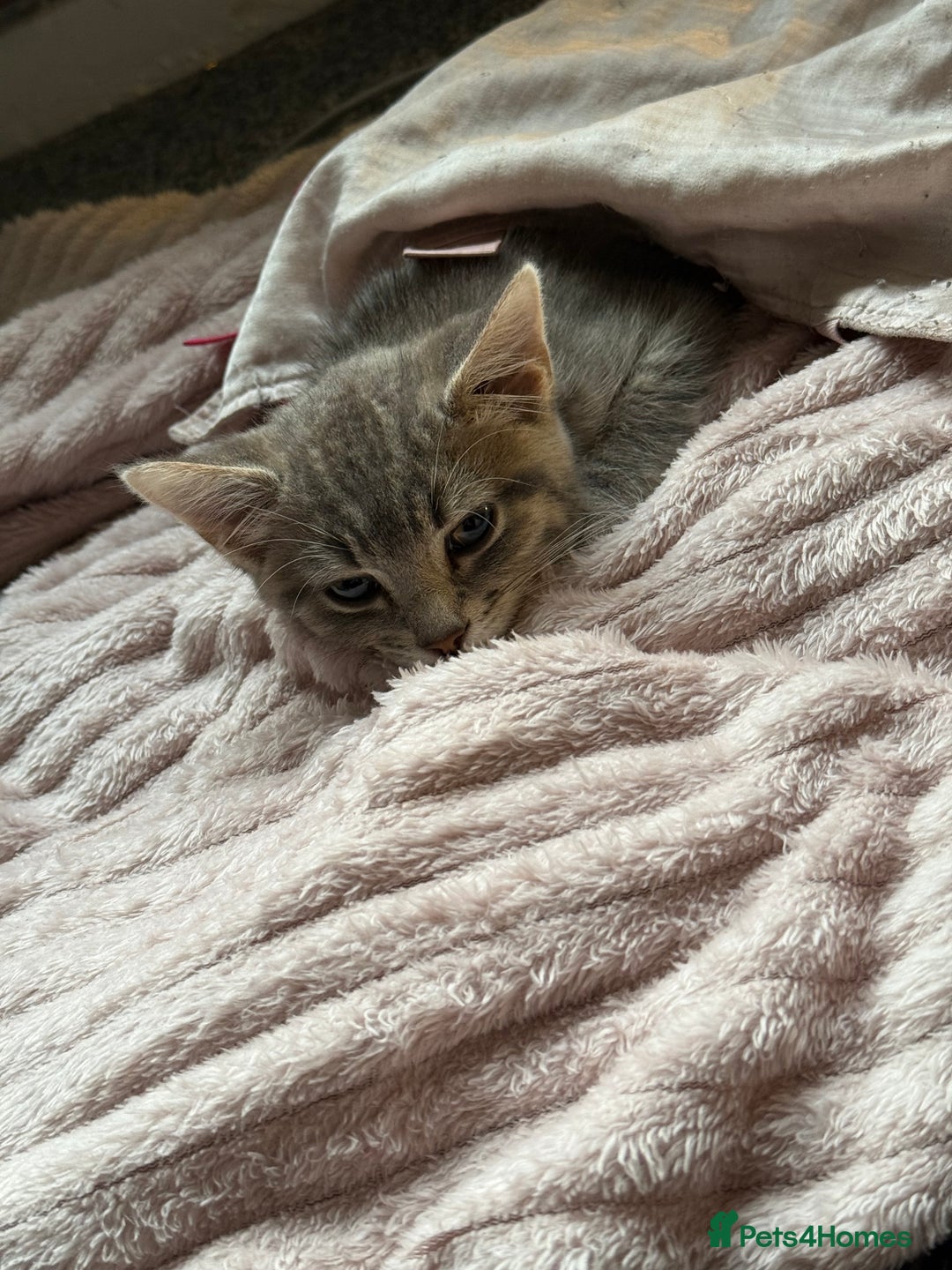 Mixed Breed cats for sale: Elsa and Arlo - Image 7