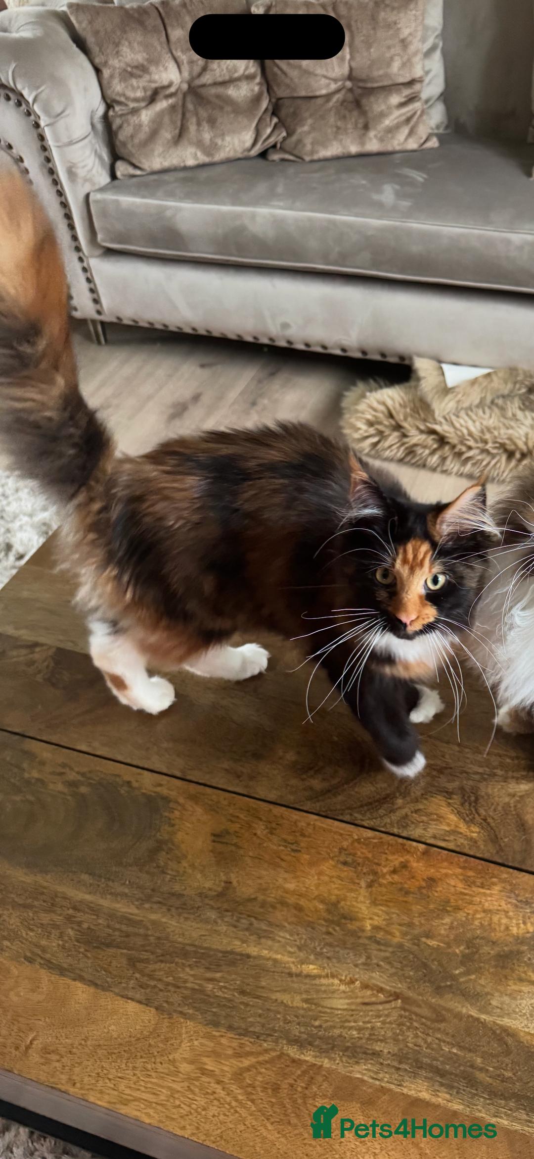 Maine Coon cats for sale: Maine coon 16 months old  - Advert 1