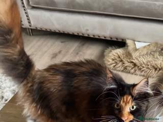 Maine Coon cats Maine coon 16 months old - Advert 4