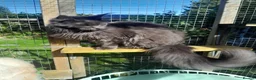 Maine Coon cats for sale: solid blue maine coon girl TICA 3 pedigree - Advert 1