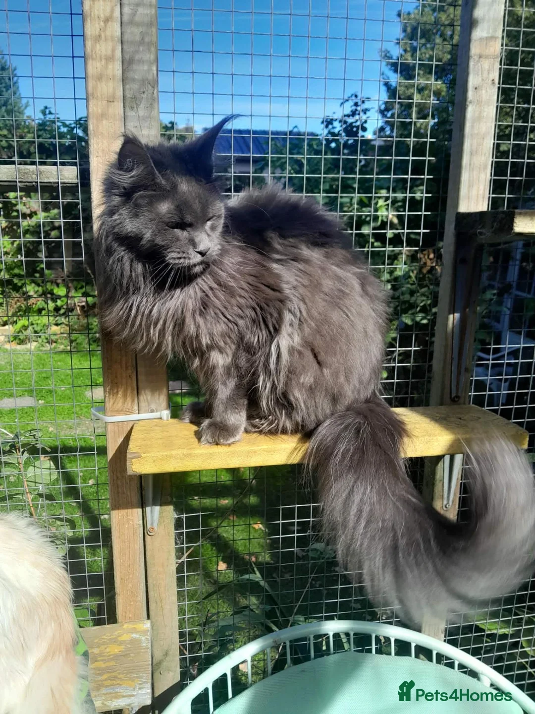Maine Coon cats for sale: solid blue maine coon girl TICA 3 pedigree - Advert 1