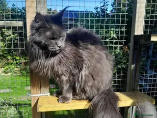 Maine Coon cats solid blue maine coon girl TICA 3 pedigree - Advert 1
