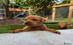 Labrador Retriever dogs for sale: Fox Red Labrador Retriever Puppies🐾 - Advert 6