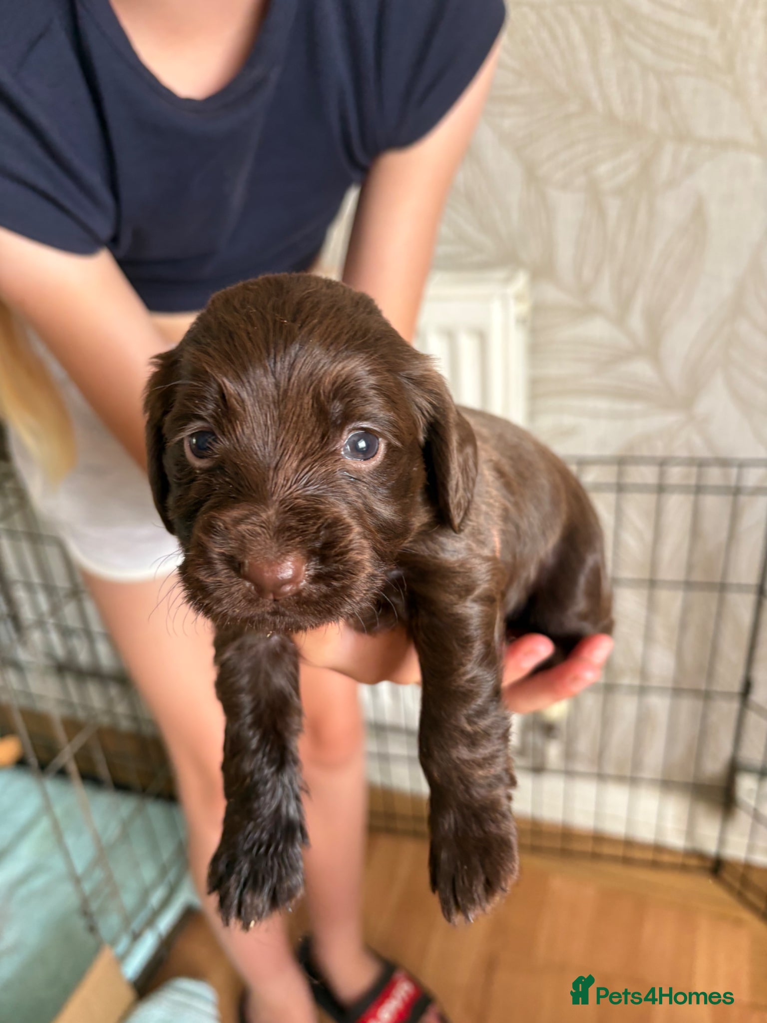 Cocker Spaniel dogs GORGEOUS WORKING COCKER SPANIEL PUPPIES - Advert 4