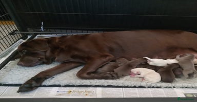 Labrador Retriever dogs - Advert 10